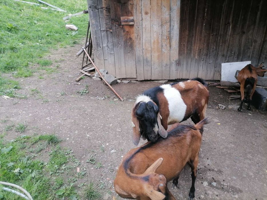 Țap de vânzare de rasă
