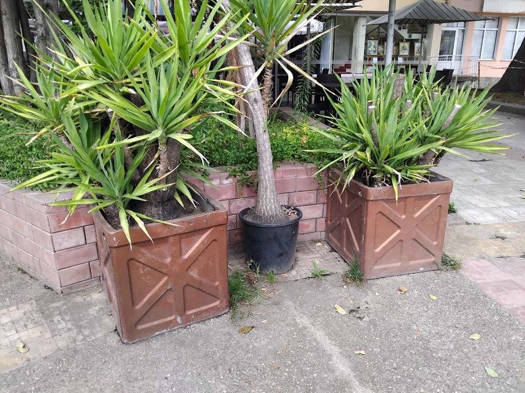 Продавам палма Юка / Yucca, 30 годишна, 1.5 м. височина, 2 броя.