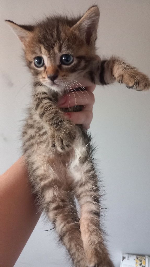 Motan spre adopție