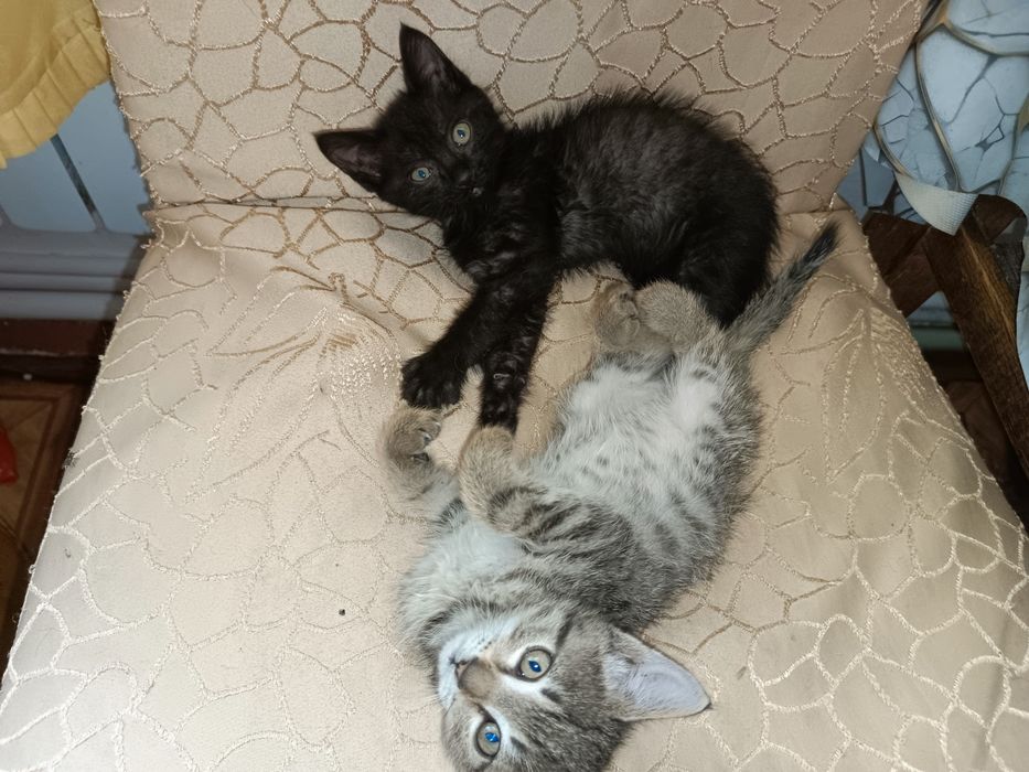 Отдам котят в добрые руки