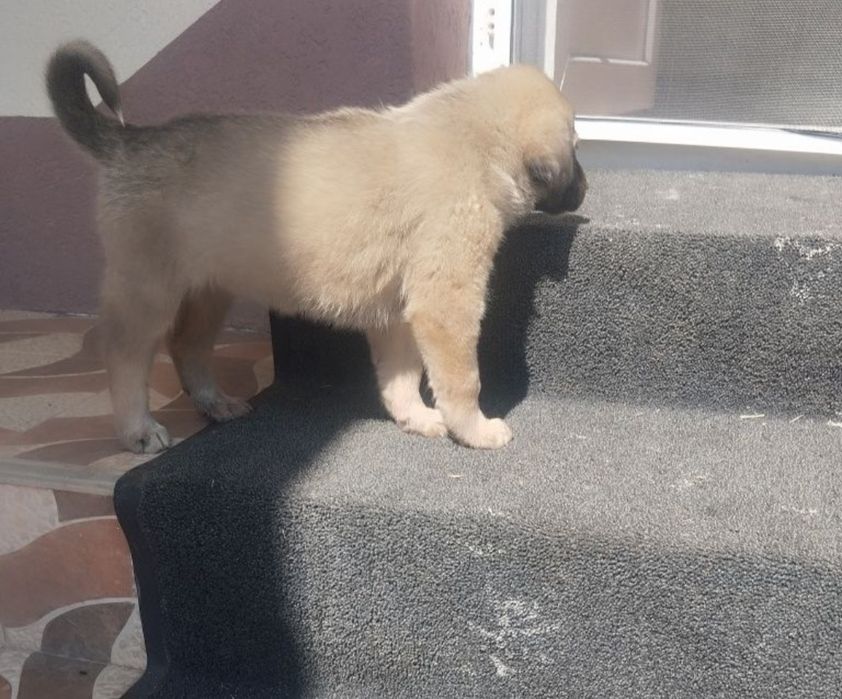 Femelă Ciobănesc Carpatin