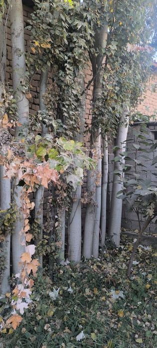 Afrosiyob mahallasi Furqat koʻchasi