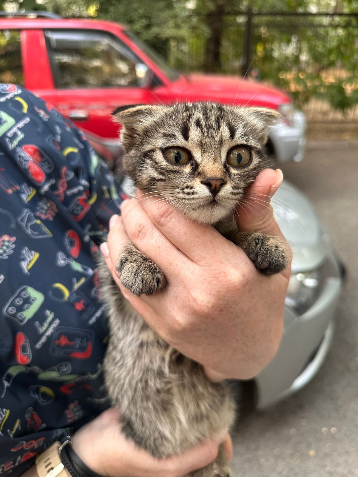 Котенок ищет любящего хозяина.