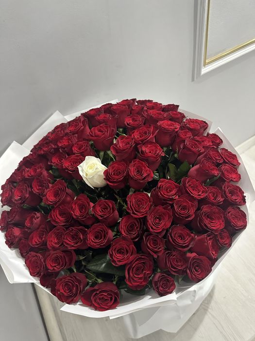 101голландский свежий,бүгін алынған