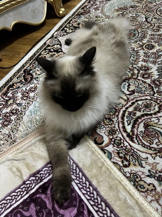 Regdoll чистокровный