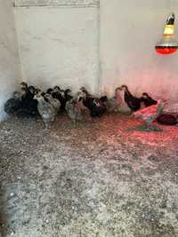 Pui australorp, campioanele la ouat!!!