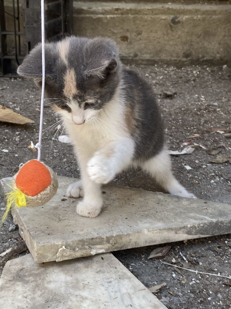 Котенце Звездичка си търси дом