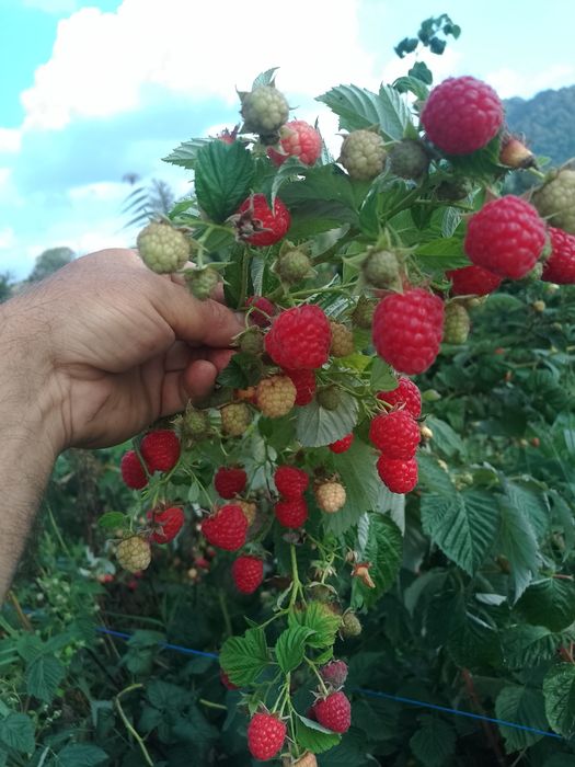 Zmeură 35 lei kg