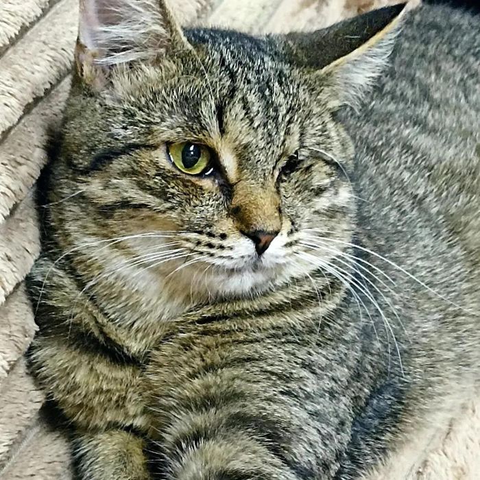 Ричард ищет Дом и заботливых мампап.