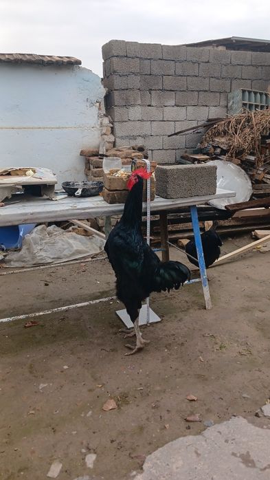 Кора Шахзодалар сотилади 2та