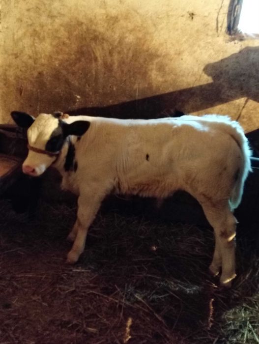 Vînd vițel belgian