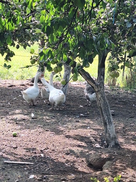 Vânt 4 gâște, 3 femele și 1 mascul