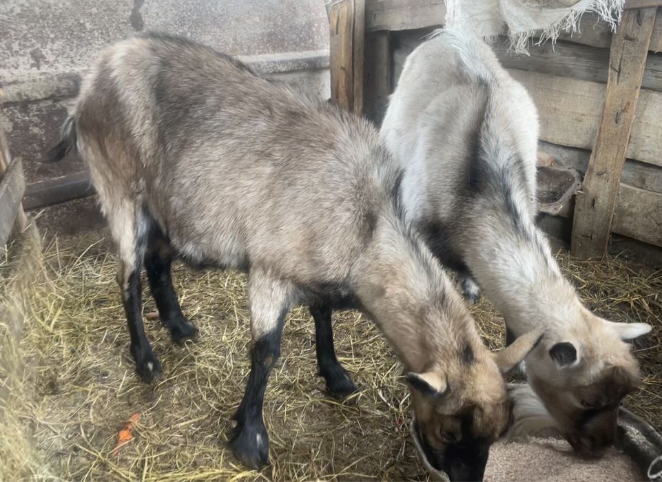 Продам козы молочной породы, альпийская, 2 козлы и 1 козел цена за все