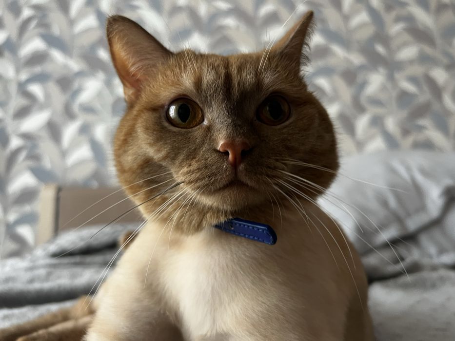 Полубриташка рыжий кот в Астане