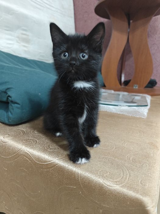 Отдам котят бесплатно