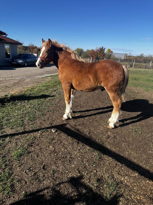 Manz de vanzare- 7 luni-