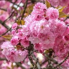 Cires japonez kanzan