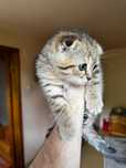 Scottish Fold Golden Chinchilla