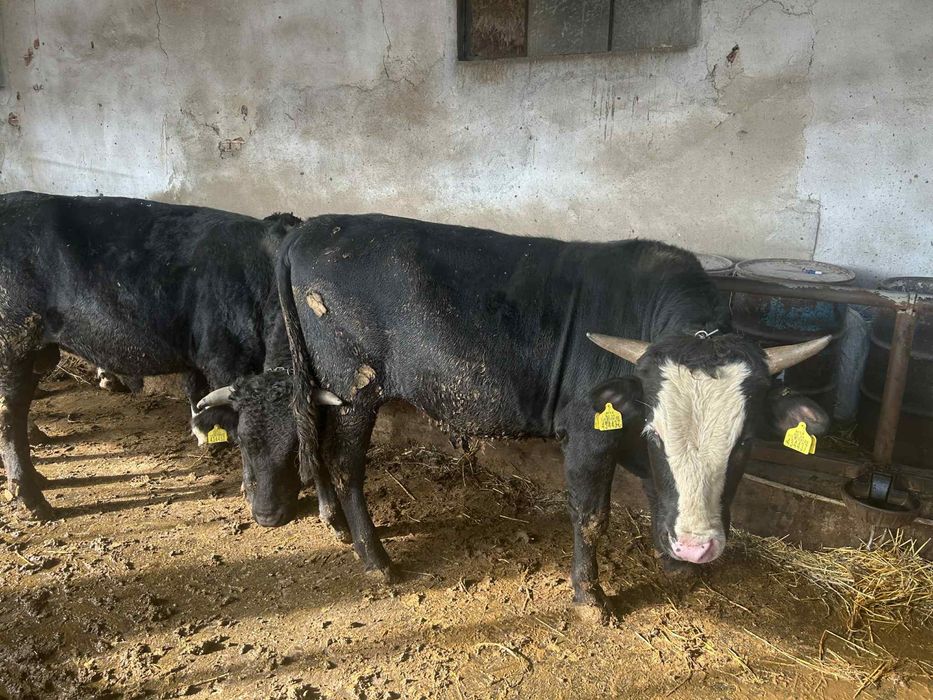 Телета живо тегло и телешко месо