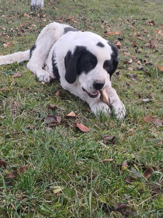 Cățel asia centrala