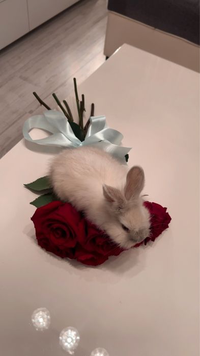 Iepure pitic , varsta 2 luni ( fetita)