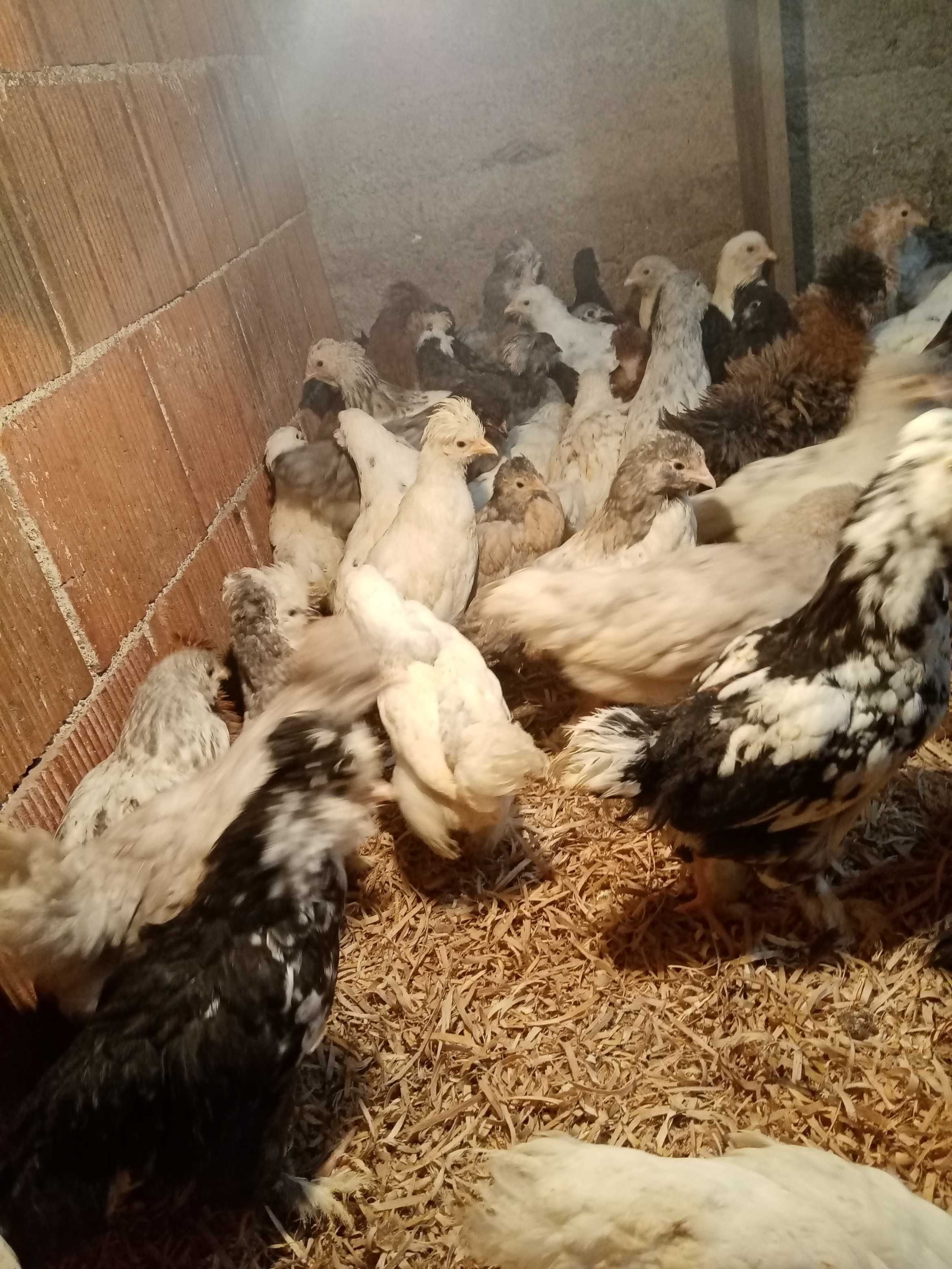 Pui de găină moțați și cu favoriți.
