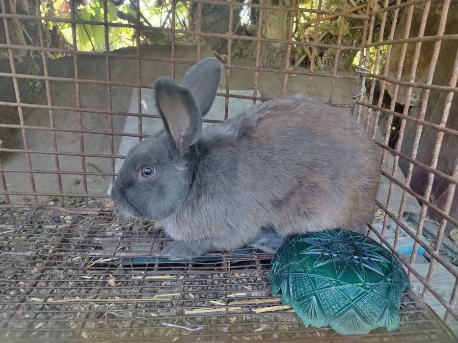 Продам  Кроликов