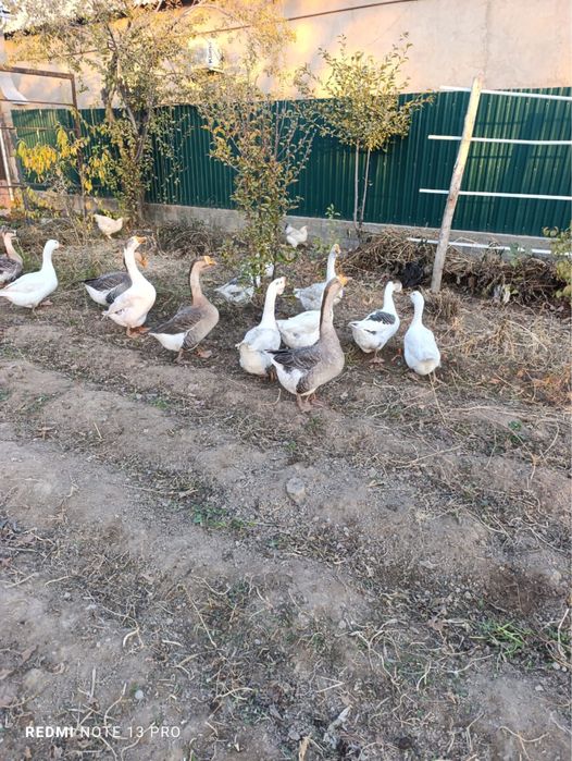 Гуси Продажа . СРОЧНООО!!!