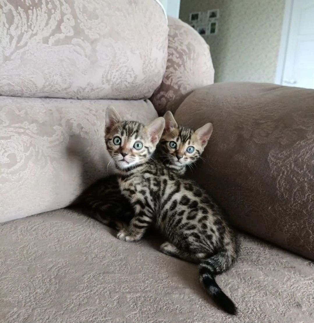 Бенгальские котята