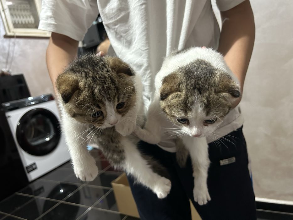 Шотландски британски чинчила котета