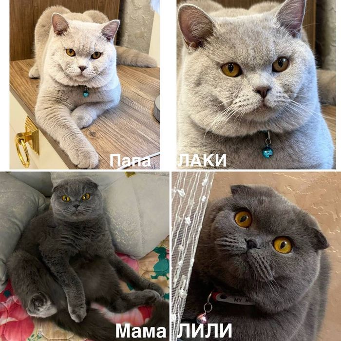 Срочно продаётся