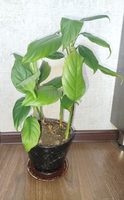 Цветы комнатные,домашние