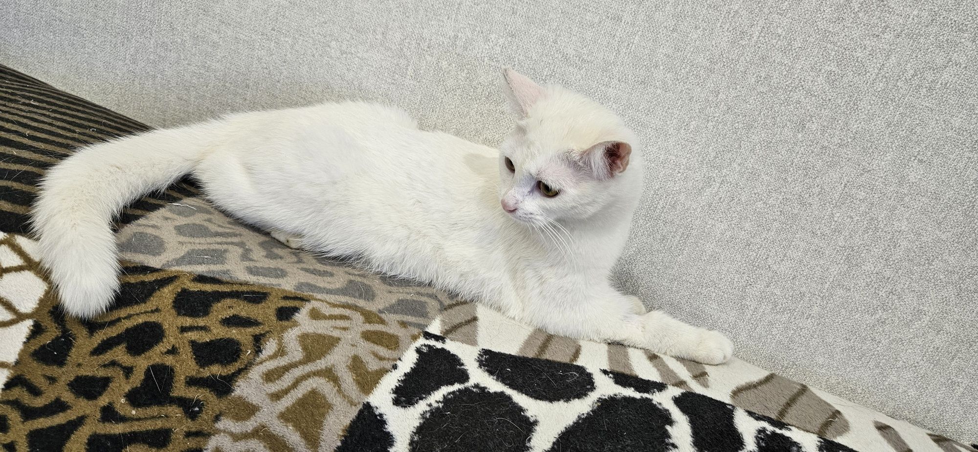 Котенок подросток ищет дом