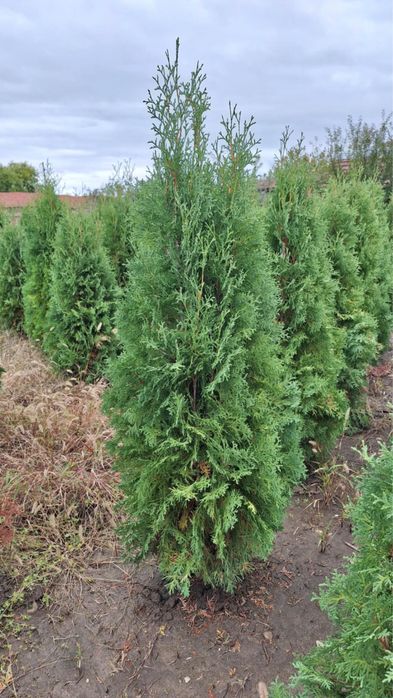 Туя, западна смарагд