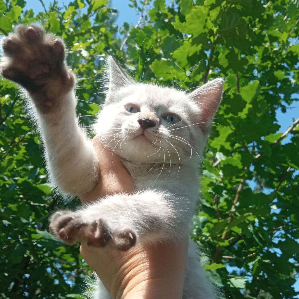 Отдам котенка, девочка.