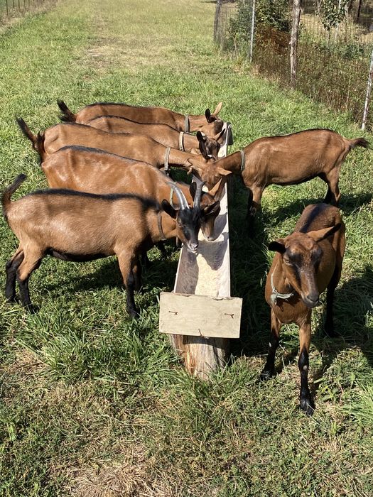 Alpine franceze de vanzare