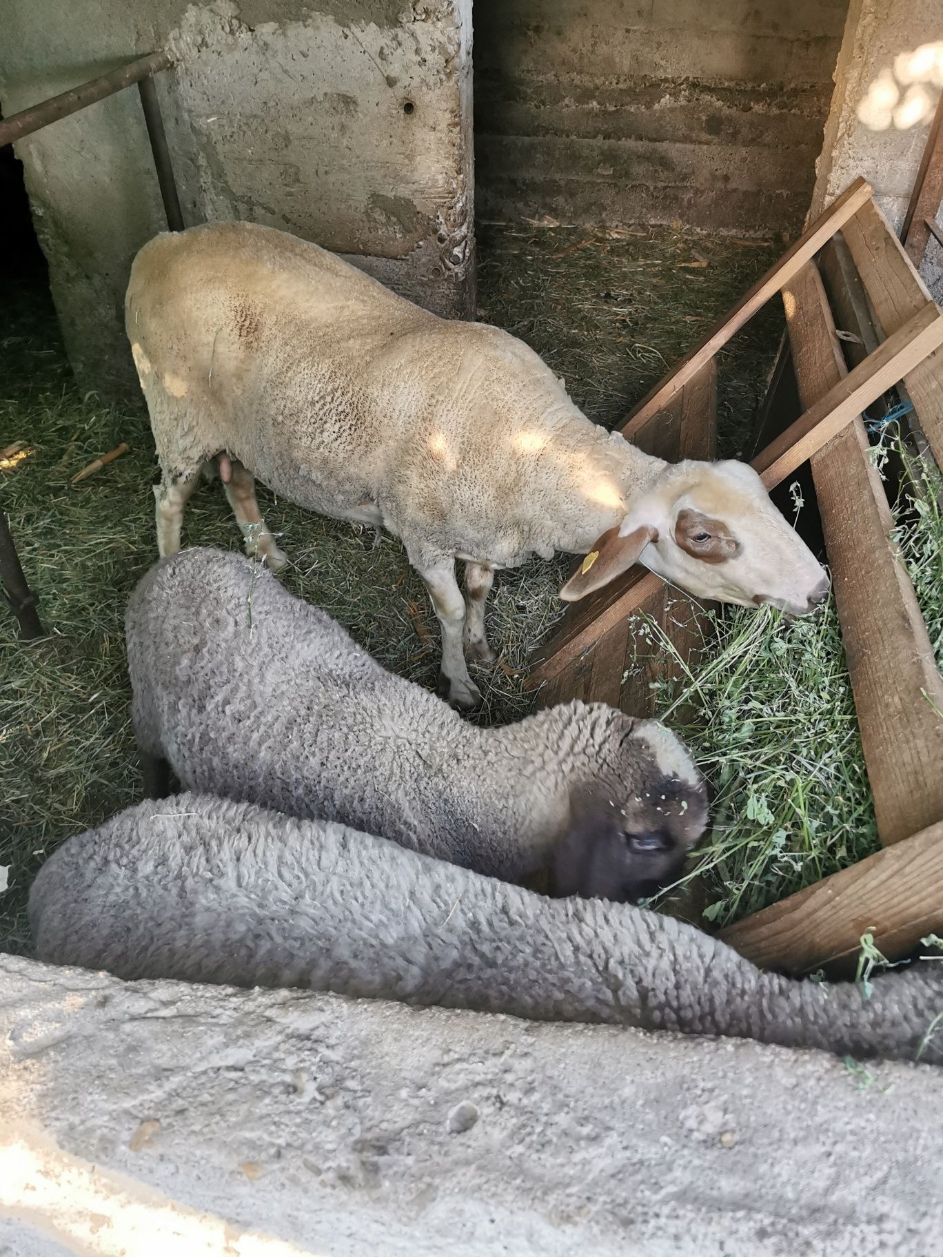 Vând oi tigai și miei