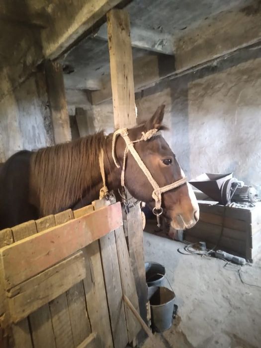 Продам лошадь жеребая орловская