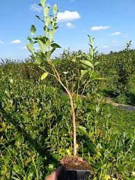 Vând afine la ghiveci  soiul Duke și trandafiri de dulceata  la ghivec