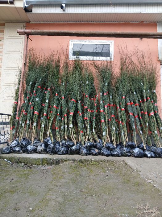 Манзарали ва мевали дарахтлар