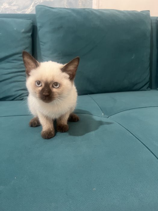 Мысықтың баласын тегін беремін, осы 1 мысық қалды