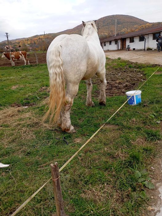 Vând Armăsar Românesc