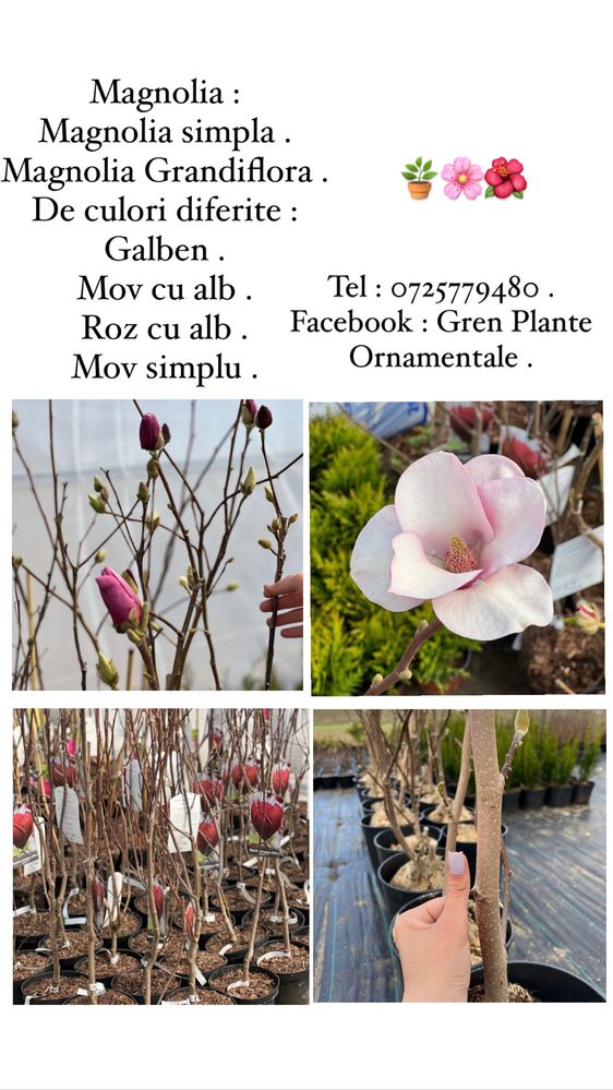 Magnolia grandiflora / simpla , de culori diferite : roz , galben etc