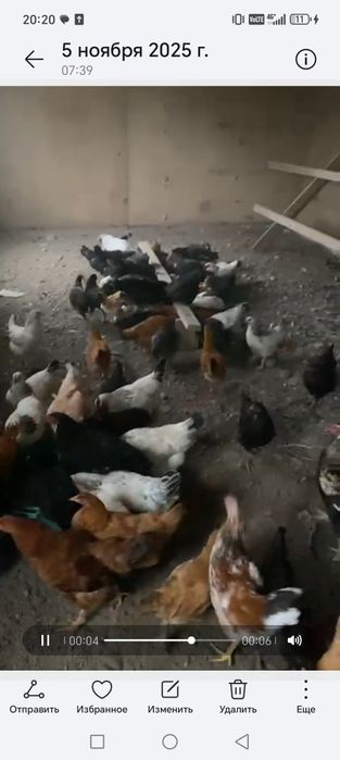 Продам кур молодняк чисто домашний кучинская и адлеры