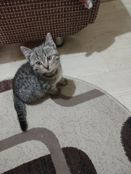 Котенок  девочка в добрые руки