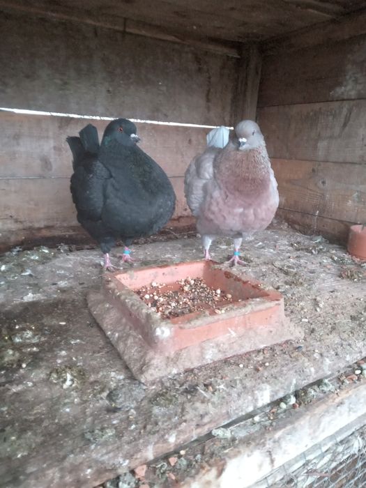 Kingi perching tineri