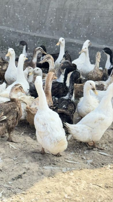 Утки (порода мясная)