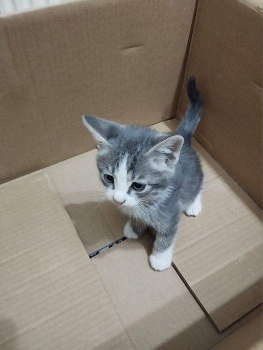 Котенок ищет добрые руки!