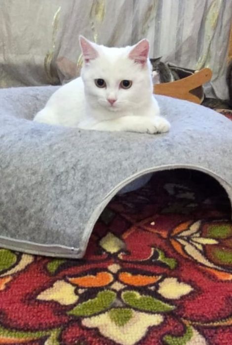 Отдам котика  в добрые руки