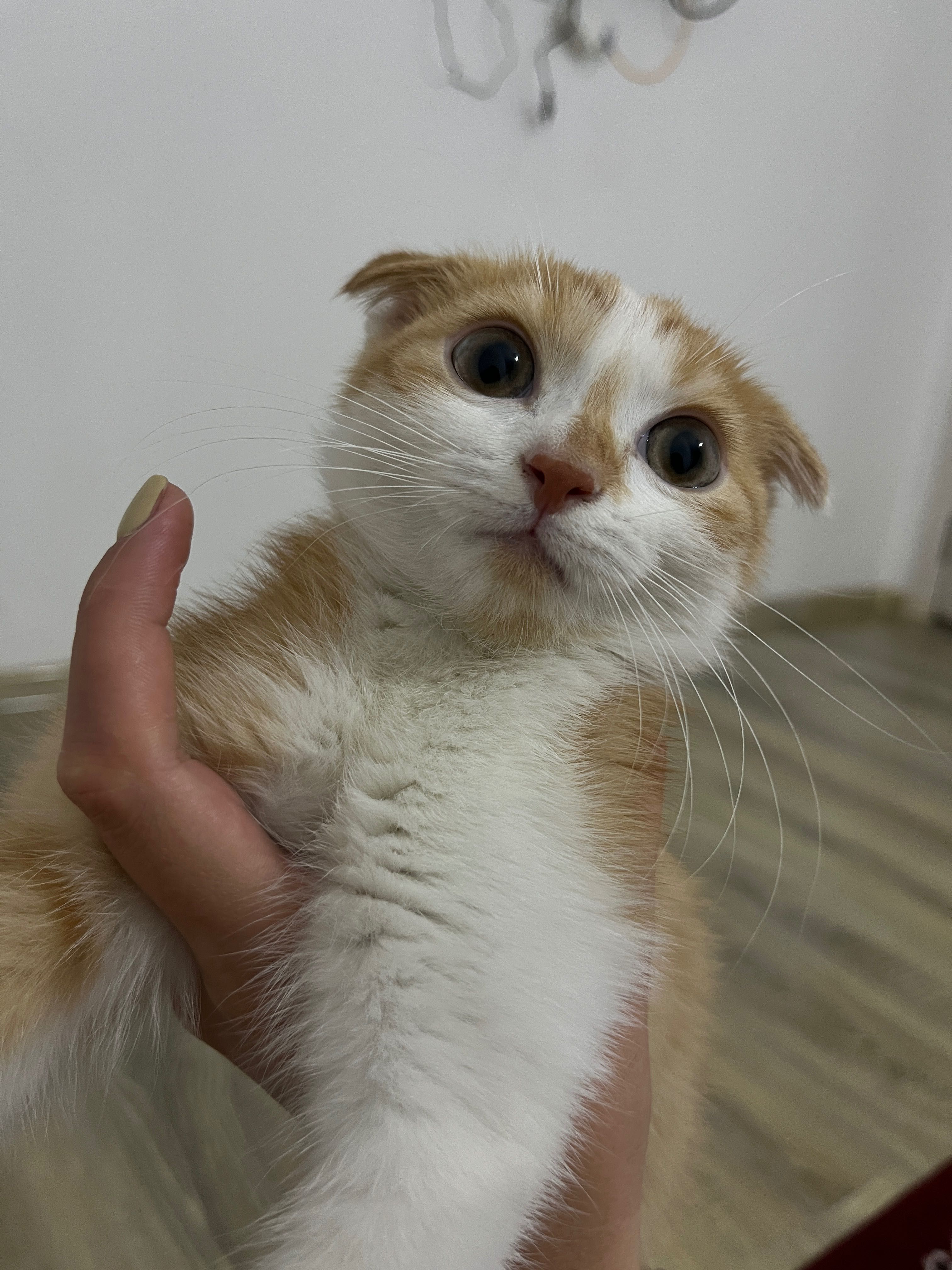 Мушук скоттиш фолд
